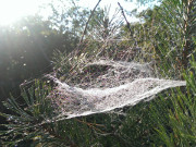 Spinnenweben: Morgen auf der Halbinsel Loddiner Hft.