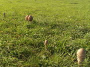 Riesenschirmpilze: Eine Weide auf dem Loddiner Hft.