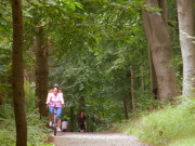 Kstenradweg der Insel Usedom: Durch den herbstlichen Buchenwald.