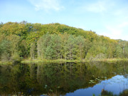 Waldsee nahe der Ostseekste: Mmmelkensee auf Usedom.