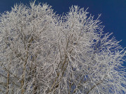 Früher Winter: Rauhreif auf allen Bäumen.