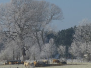 Zwischen Loddin und Ückeritz: Kühe im Frost.