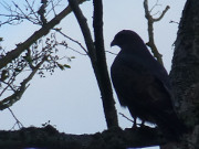 Greifvogel: Viele Tierarten knnen im Zerninmoor beobachtet werden.