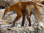 Am Schilf des Achterwassers: Fuchs auf der Suche nach Beute.