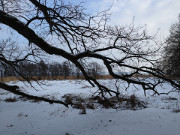 Schilfland am Achterwasser: Winter im Usedomer Hinterland.