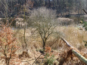 Tümpel im Wald: Das Zerninmoor im Südosten Usedoms.