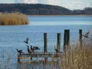 Kormorane und Enten: Naturpark Insel Usedom.