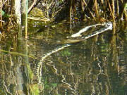 Tumult im Wasser: Eine Ringelnatter fängt einen Fisch.