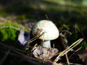 Herbst auf Usedom: berall lassen sich Pilze entdecken.