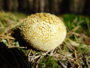 Bovist: Pilze im Wald von Stubbenfelde.