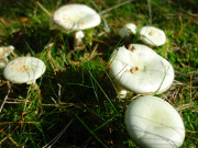 Knollenbltterpilze: Nicht alle Pilze sind essbar.