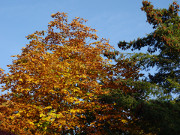 Nachbarschaft der Steinbock-Ferienwohnungen: Farben des Herbstes.