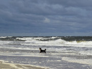 Spa mit Wellen und Gischt: Hund im Ostseewasser.