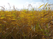 Farben des Herbstes: "Leuchtendes" Schilf am Achterwasser.