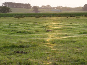 Letzte Spinnenweben im Gras: Herbst am Loddiner Hft.