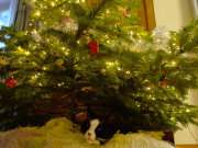 Unter dem Weihnachtsbaum: Kater Igor hat ein neues Pltzchen gefunden.