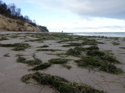 Nach der Sturmflut auf Usedom: Seegras am Ostseestrand.