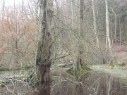 Sumpfiges Gelnde: Der Wolgastsee grenzt an das Zerninmoor.
