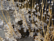 Schilf im Achterwasser: Winter im Hinterland Usedoms.