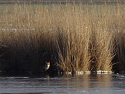 Fuchs auf dem Eis: Naturpark Insel Usedom.