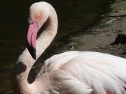 Flamingo am Wasser: Exotik im Tierpark von Ueckermnde.