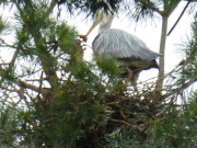 Reiher im Nest: Naturpark Insel Usedom.