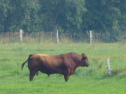 Einsam: Stier auf einer Weide im Thurbruch.