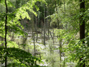 Naturparadies Zerninmoor: berall Tmpel und Wasser.