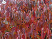 Steinbock-Ferienwohnungen: Prachtvolle Herbstfrbung im Garten.