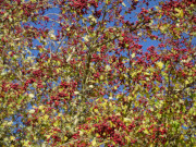 Farben des Herbstes: Weidorn an der Usedomer Haffkste.