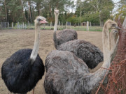 Große Vögel: Straußenfarm bei Pudagla.