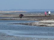 Bernsteinsucher: "Wattenmeer" nrdlich von Karlshagen.