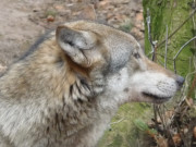 Gefährlich: Im Wolfsgehege des Tierparks zu Wolgast.