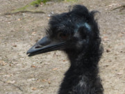 Intelligent: Emu wartet auf Futtergabe.