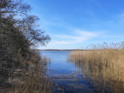 Urwchsiges Hinterland der Insel Usedom: Am Achterwasser.