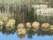 Zerninmoor im Sdosten Usedoms: Als Biotop unbedingt sehenswert.