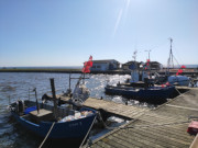Fischerboote im Hafen: Kamminke am Stettiner Haff.