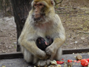 Affenliebe: Berberaffenmutter mit Sugling im Tierpark Ueckermnde.