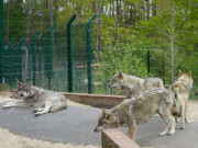 Gut gesichert: Wolfsgehege des Ueckermnder Tierparks.