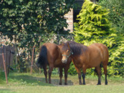 Lndliches Idyll: Winzige Pferdekoppel in Kachlin.