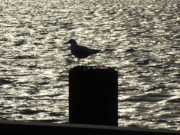 Ein Hauch von Licht: Möwe auf einem Pfahl am Hafen.
