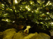 Schlechtes Wetter: Maskottchen Igor hat unter dem Weihnachtsbaum Platz genommen.