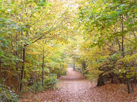 Goldener Herbst: Prchtige Laubfrbung im Buchenwald am Streckelsberg.