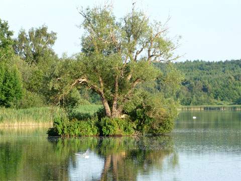 Traumhafte Landschaft zwischen Achterwasser und Ostsee: Schwaneninsel im Klpinsee.