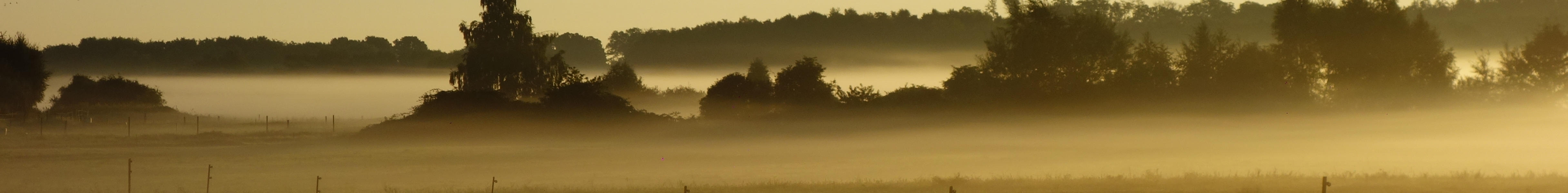 Weideland im Nebel: Morgenstimmung ber der Halbinsel Gnitz.