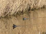 Winterstimmung im Ostseebad Bansin: Enten auf dem Sackkanal.