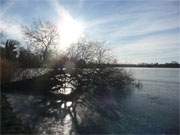 Umgestrzte Weide im Schloonsee: Usedomer Kaiserbder im Winterurlaub.