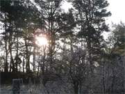 Tiefstehende Januar-Sonne: Der Blick vom Ferienhaus "am Wald" im Usedomer Bernsteinbad Loddin.