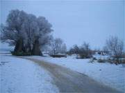 Reusenstangen: Zahllose Reusenstangen haben an der alten Weide ihren Winterstandort gefunden.