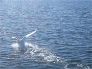 Start vom Wasser: Ein Schwan fliegt im Greifswalder Bodden auf.